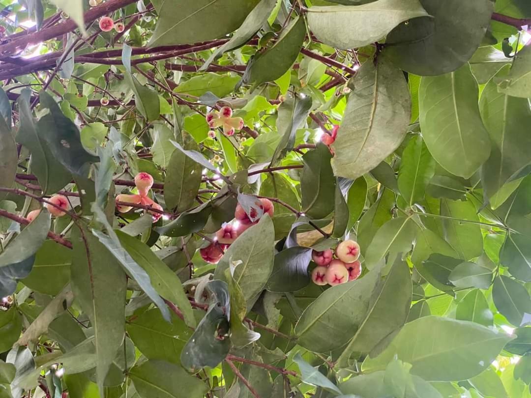 Miana Resort דואונג דונג מראה חיצוני תמונה
